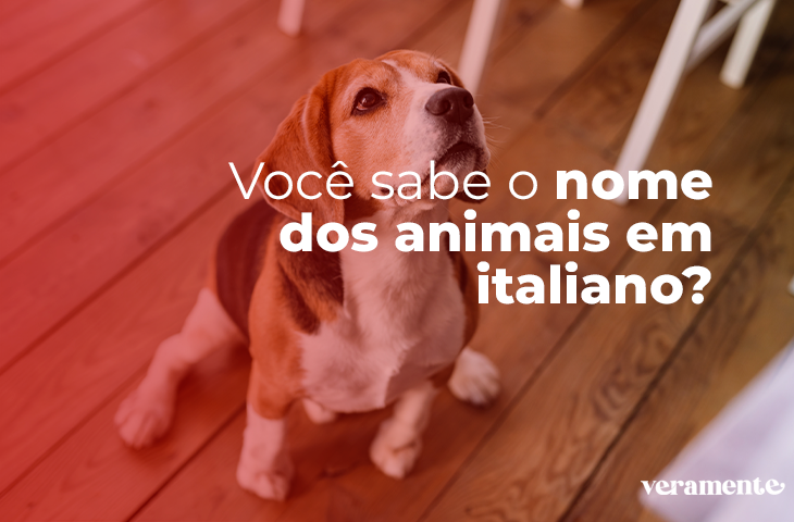 VOCÊ SABE O NOME DOS ANIMAIS EM ITALIANO?