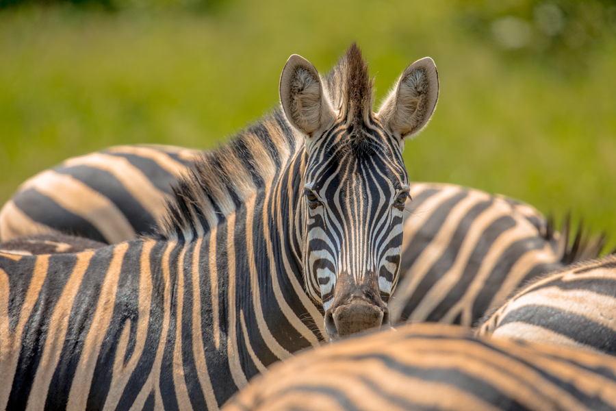 Zebra