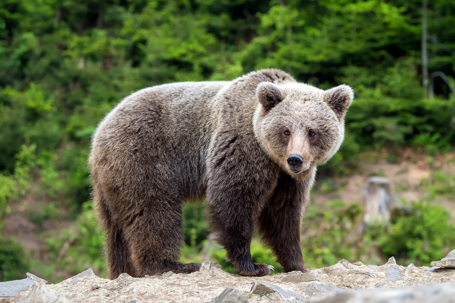 Animais em italiano: 65 animais fofinhos no idioma