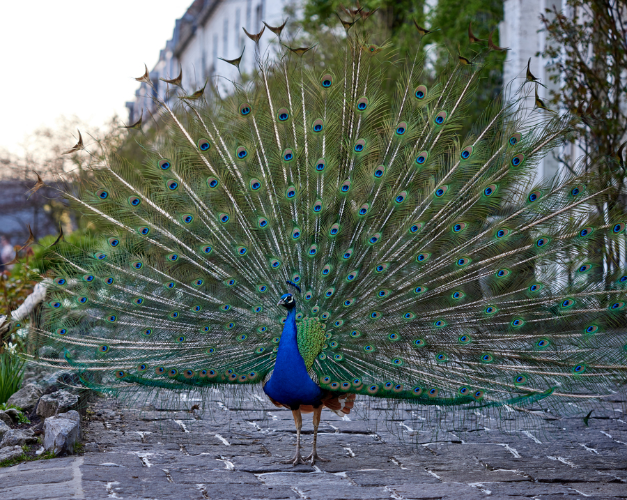 Pavão