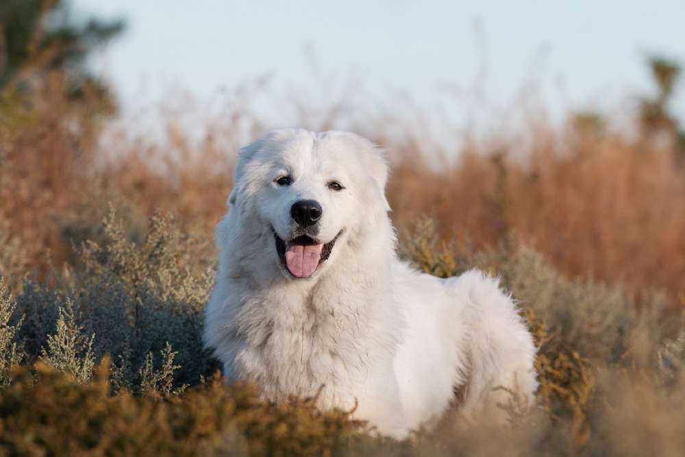 Como é a vida dos animais de estimação na Itália?